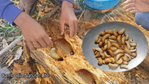 'Cambodia Natural Life : Hunting Red palm weevil, sago worm for food-Village food'