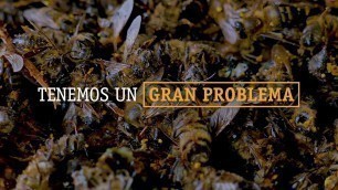 'Imagina un mundo sin abejas...'