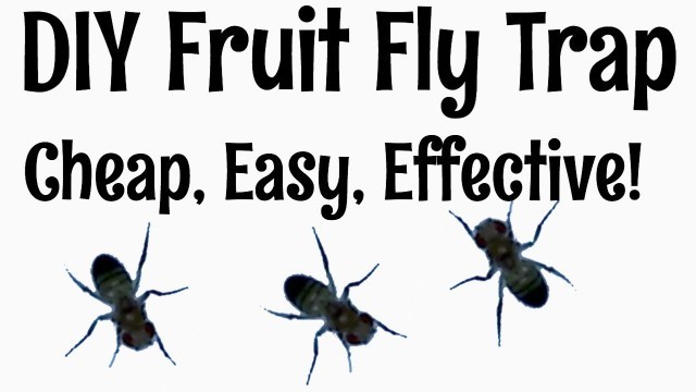 'How to Get Rid of Fruit Flies Easy DIY Trap'