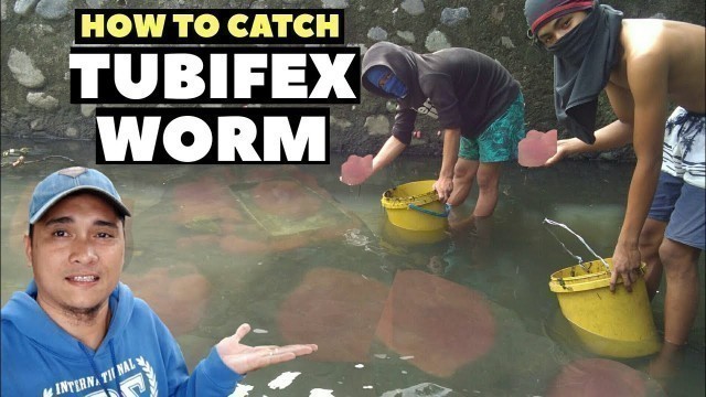 'How to Catch tubifex worm | Tubifex worm in wild | #tubifex'