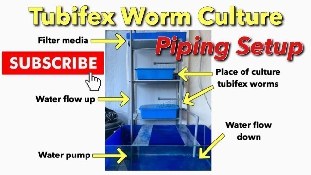 'Tubifex Worm Culture  - Tank Setup at home [high protein food for Betta fish]'