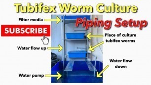 'Tubifex Worm Culture  - Tank Setup at home [high protein food for Betta fish]'