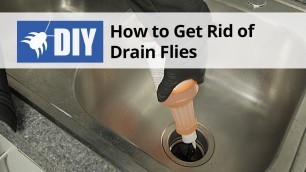 'How to Get Rid of Drain Flies - Drain Fly Kit with Drain Gel | DoMyOwn.com'