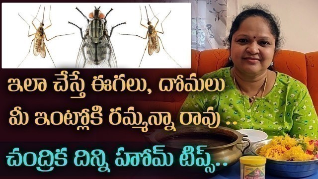 'How To Get Rid Of Flies And Moskitoes Chandrika Dinni Home Remedies Telugu Tips || VCR Multiplex'