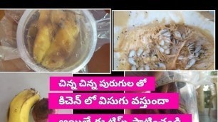 'Get rid of fruit flies in Telugu/Flush out Fruit flies'