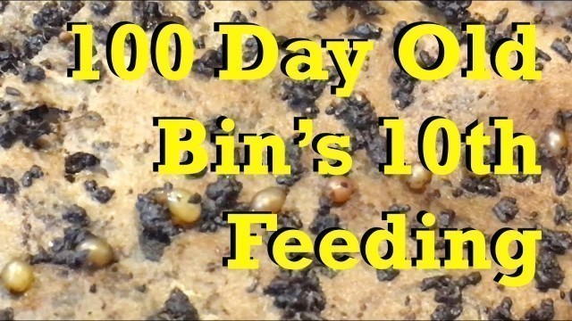 '10th feeding for 100-day old red wiggler worm bin - vermicomposting'