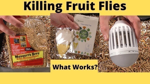 'Killing Fruit Flies in a Worm Bin!!!'