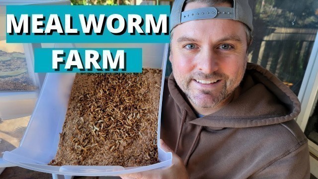 'How to Start Your Own Meal Worm Farm to Feed Your Chickens (Part 1)'