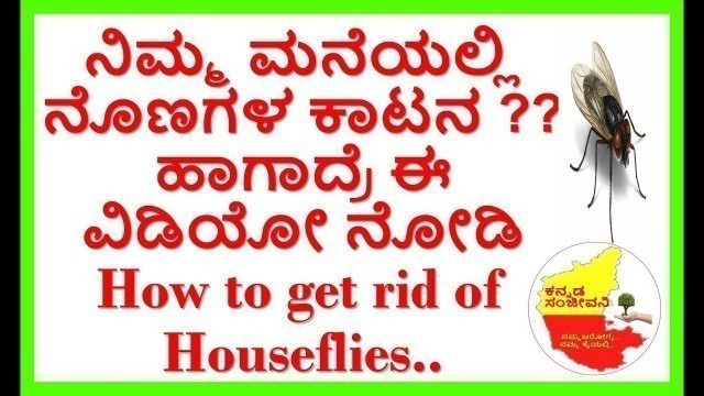 'How to Get Rid of Flies in the House Naturally..Kannada Sanjeevani..'