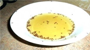 'how to get rid of fruit flies in the kitchen'