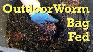 '40+ week old outdoor worm bag gets food & bedding - vermicomposting'