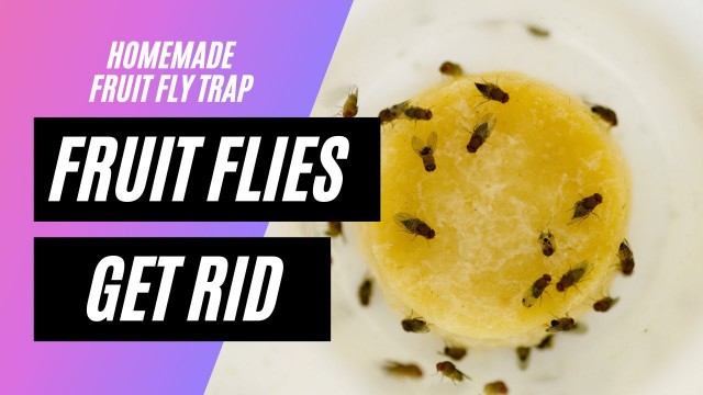 'How to Get Rid of Fruit Flies - How to make a homemade fruit fly trap'