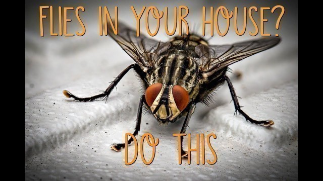 'How to Get Rid of Flies in your Home'