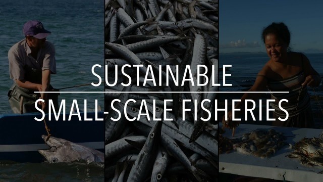 'FAO Policy Series: Sustainable Small-Scale Fisheries'