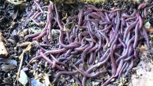 'FAVOURITE FOOD of Red Wigglers or Composting worms | Worm Party