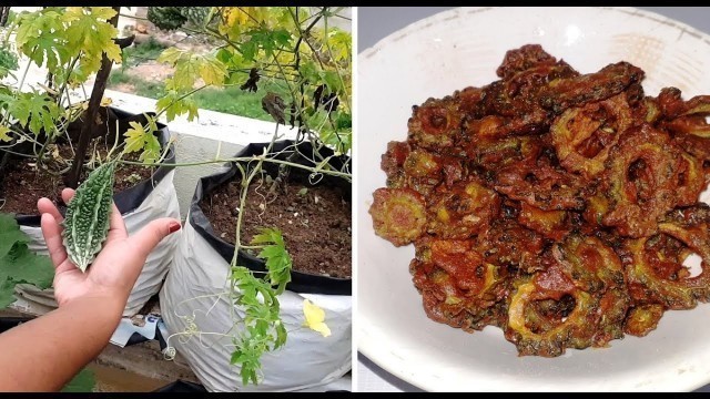 'Homely Food || Bitter Gourd Fry || Terrace Garden'