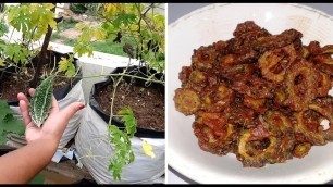 'Homely Food || Bitter Gourd Fry || Terrace Garden'