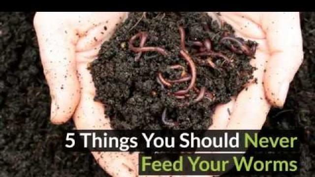 '5 things you should never feed to your worm farm'