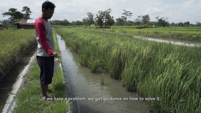 'Indonesia Rice-Fish Farming'