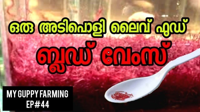 'how to collect ബ്ലഡ് വേംസ് | Free Blood worm culture | bloodworms malayalam | My farming Ep#44'