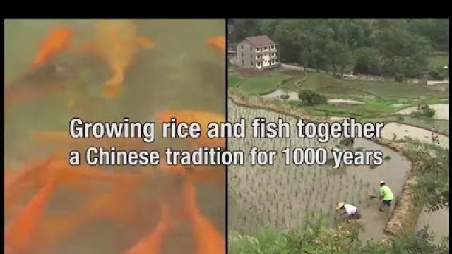 'Growing rice and fish together in China'