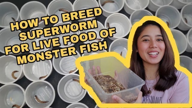 'How to Breed Superworm | Full Details from Worm to Beetles'