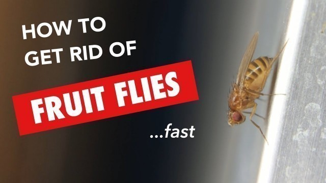 'FRUIT FLY TRAP - How to get rid of fruit flies'