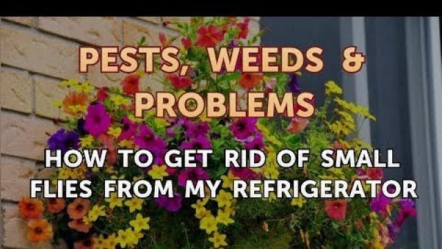 'How to Get Rid of Small Flies From My Refrigerator'