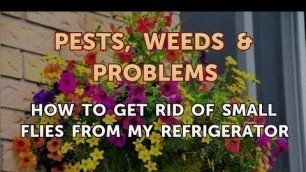 'How to Get Rid of Small Flies From My Refrigerator'