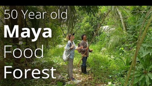 'Abundant 50 Year Old Food Forest planted by Maya Man to feed his community'