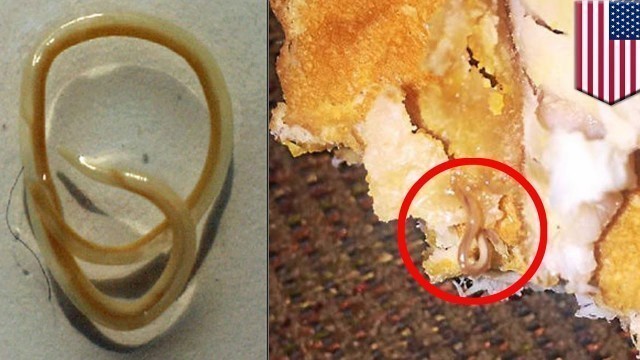 'Worm sandwich: McDonald’s fish burger features worm, Michigan woman not happy- TomoNews'