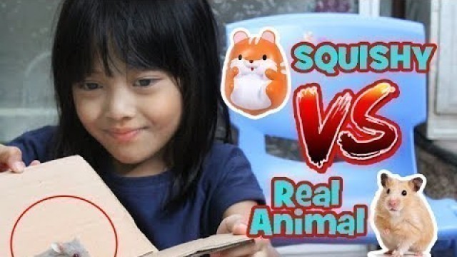 'Squishy VS Real Animal - Hamster Peliharaanku Yang Lucu dan Tips memeliharanya'