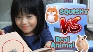 'Squishy VS Real Animal - Hamster Peliharaanku Yang Lucu dan Tips memeliharanya'