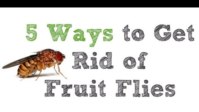 '5 Ways to Get Rid of Fruit Flies'