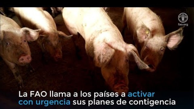 'Recomendaciones de la FAO para evitar la propagación de la Peste Porcina Africana en las Américas'