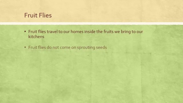 'How to Get Rid of Fruit Flies on Your Sprouts and Wheat Grass'