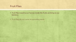 'How to Get Rid of Fruit Flies on Your Sprouts and Wheat Grass'