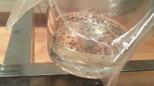 'How to get rid of fruit flies easily and quickly'