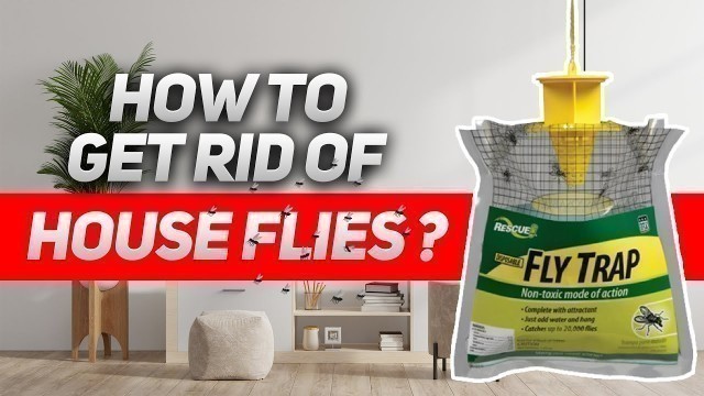 'How to Get rid of House Flies ?'