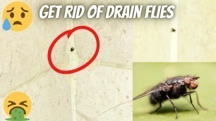 'Drain Fly | How to get rid of Drain flies | बाथरूम की मक्खियों को भगाने के easy उपाय |#Speedy HIT 29'