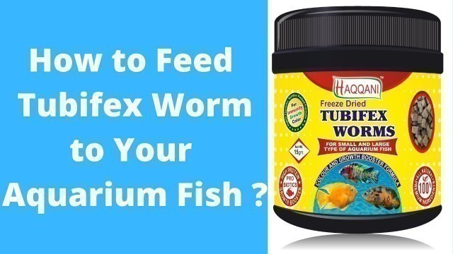 'Feeding Tubifex to Angel Fish | Tubifex Worms | Tubifex worm fish food | Tubifex worm in Aquarium |'