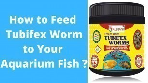 'Feeding Tubifex to Angel Fish | Tubifex Worms | Tubifex worm fish food | Tubifex worm in Aquarium |'