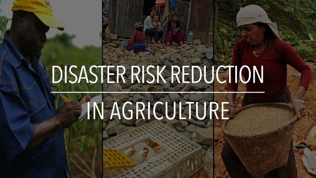 'FAO Policy Series: Disaster Risk Reduction in Agriculture'