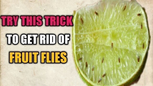 'How To Get Rid Of Fruit Flies In Your House for Good |'