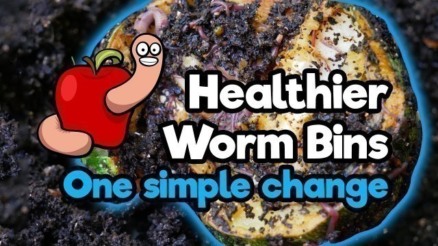 'Changing the way I feed my worms, great results! Worm Bins update August 2018'