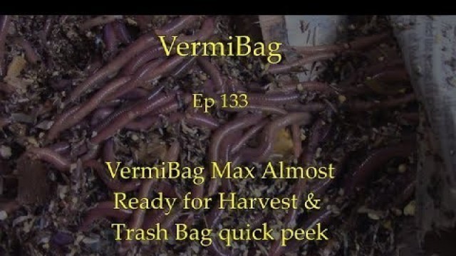 'VermiBag  Ep 133   Max Ready for Harvest?  & adding Worm Chow to the Trash Bag'