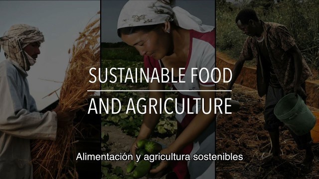 'FAO Serie sobre políticas: Alimentación y agricultura sostenibles (con subtítulos)'