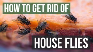 'How to Get Rid of House Flies (4 Simple Steps)'