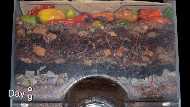 '\"Around the Worm Bin in 80 Days\" FAST time-lapse - Vermicomposting with Red Wigglers & Layered Food'