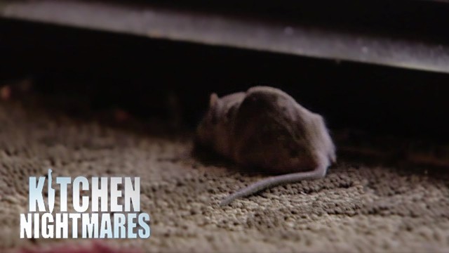 'Gordon Accused Of Planting Dead Mouse at Restaurant Door - Kitchen Nightmares'